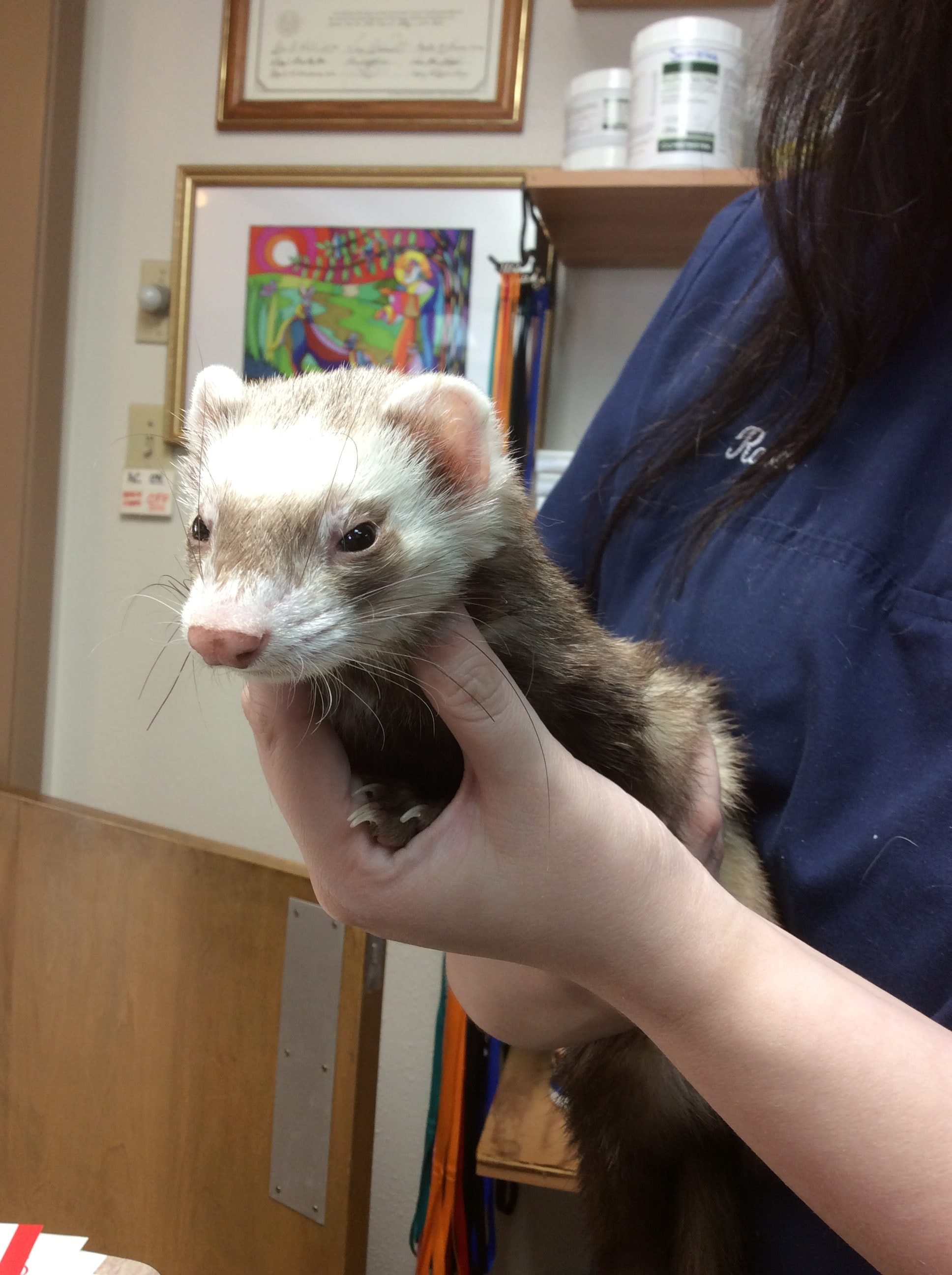 Patient at All Creatures Great & Small