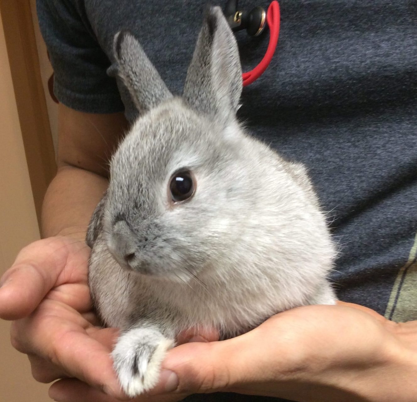 Patient at All Creatures Great & Small