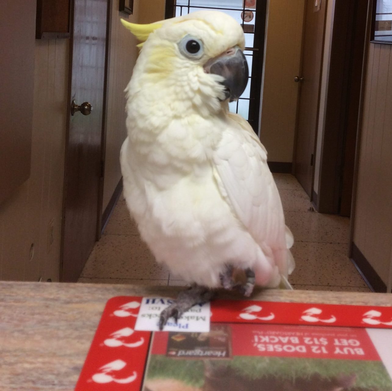 White cockatoo patient at All Creatures Great & Small