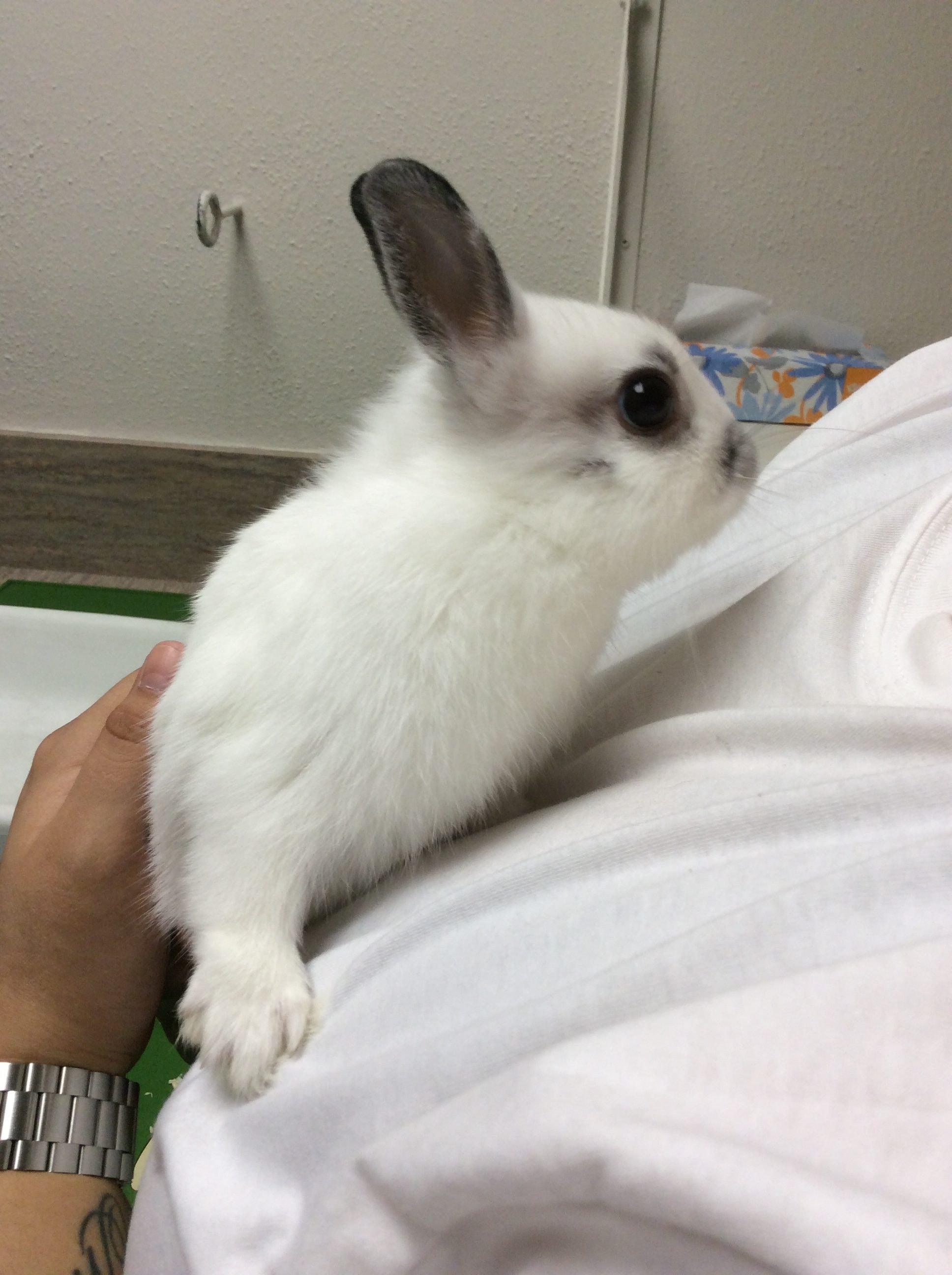 Patient at All Creatures Great & Small